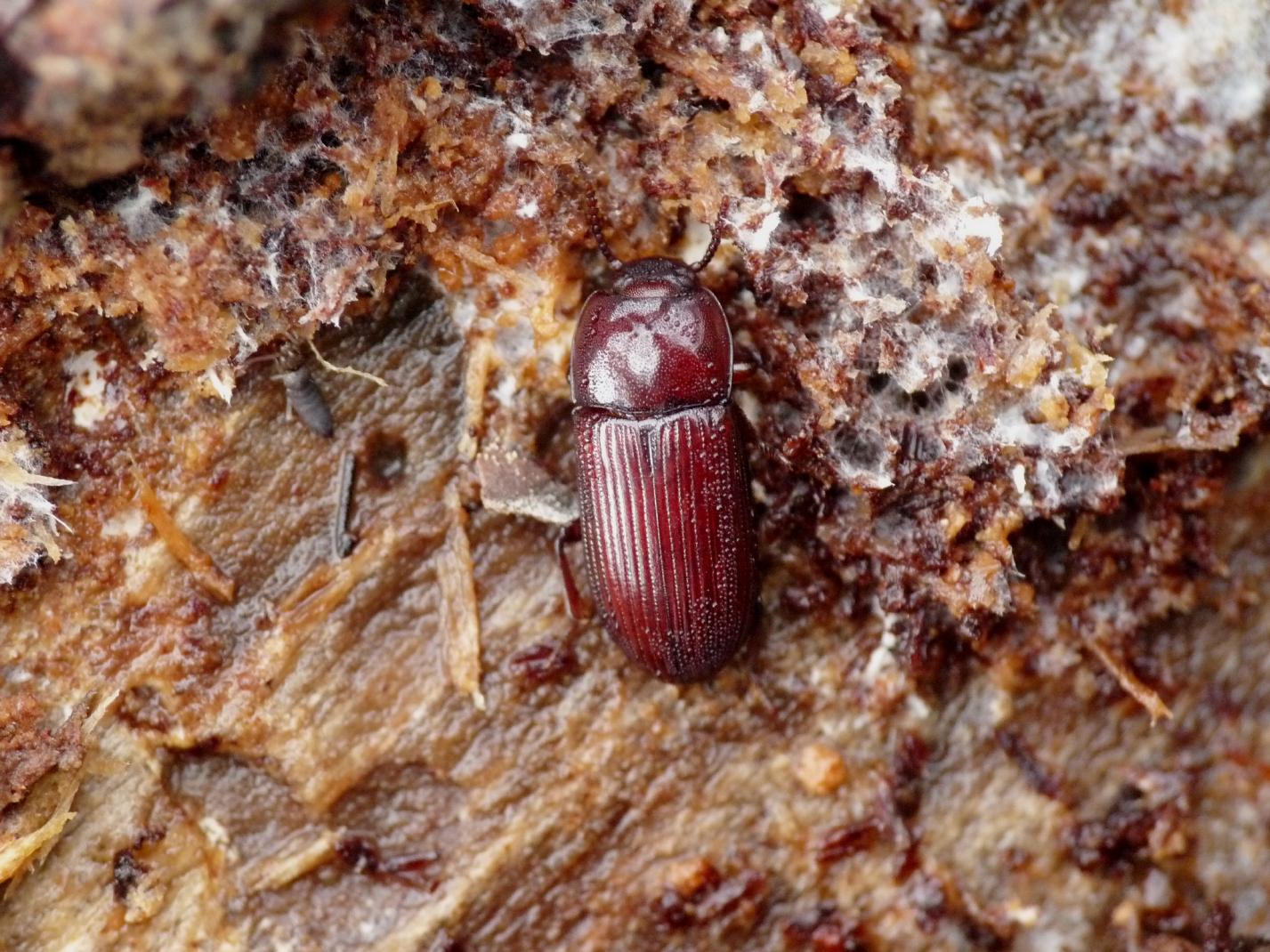 Uloma culinaris